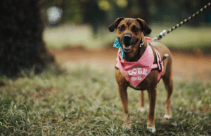 Bringing Home a New Dog? Here’s How to Keep Them (and Your Yard) Happy